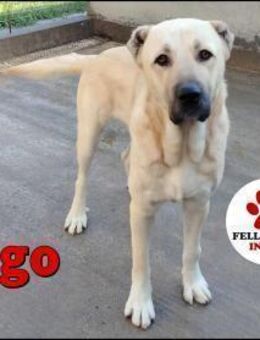 Hugo Kangal Mischling Rüde freundlich - Margetshöchheim