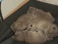 Noch 2 BKH Blue Kitten suchen noch ab Mitte September ein neues zu Hause! - Halle (Saale)