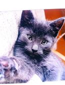 Kater*kastriert* Maine coon Siam mix ,ev.für Allergiker in 19246