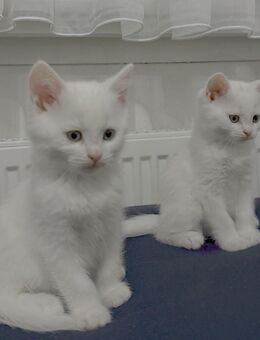 Süße BKH/ Türkisch Angora kitten - Dormagen