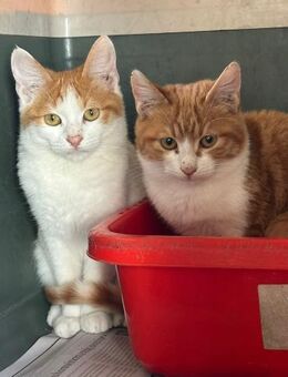 Fred und George aus dem Tierschutz - Grevenbroich