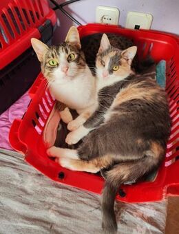 April und Cindy aus dem Tierschutz - Grevenbroich