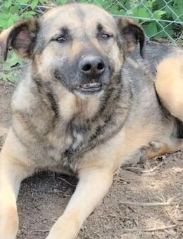 SONYA - gerade noch entkommen........... - Kempen