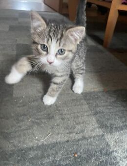 Babykatze 12 Wochen alt - Hamburg