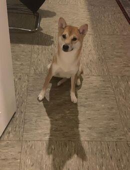 Shiba Inu Hündin „ZOE“ sucht ein liebevolles Zuhause - Lüdenscheid