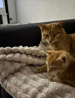 Rot Getigertes Kittenweibchen abzugeben - Stadtlauringen