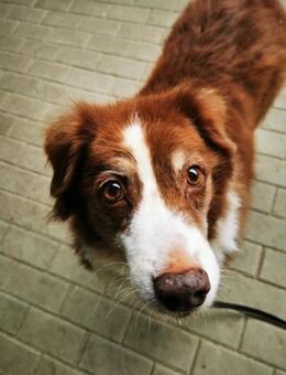 Lilly, traumhaft liebe Seniorin - Heinsdorfergrund