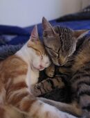 Beste Kumpels suchen Zuhause mit gesicherten Freigang # Tierschutz in 92318