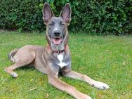 Emma 27.01.24 Malinois Mischling in grau beige - Landstuhl (Sickingenstadt)