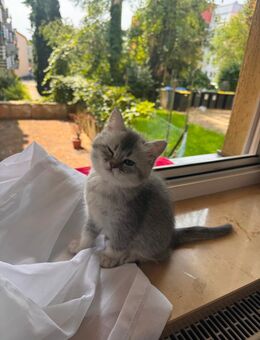 BKH Kitten reinrassig - Nürnberg