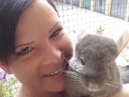 Biete Urlaubsbetreuung für Chinchillas an - Berlin Reinickendorf