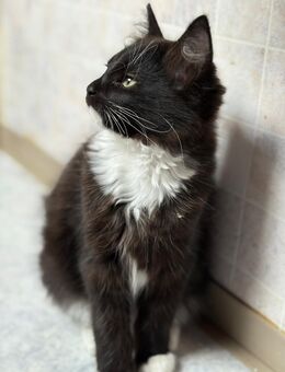 Kitten / Katerchen - Neudenau Zentrum