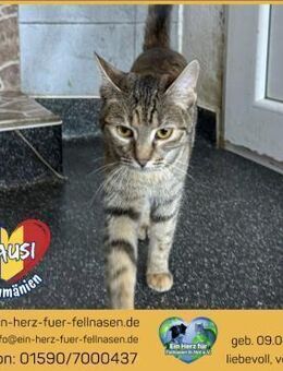 Mausi träumt von einem eigenen Zuhause! - Waakirchen