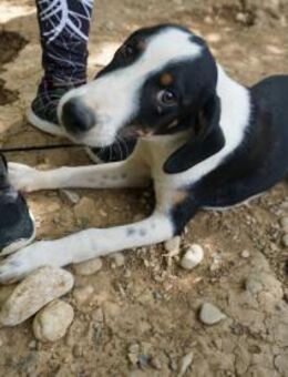 Aurelio ist bereit für seine Familie - Schwabach