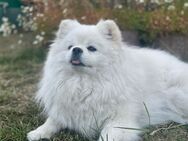 Pomeranian Spitz Welpe - Rostock