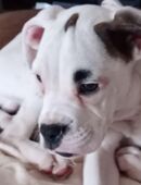 Reinrassige Boxer Welpen Abgabebereit in 45277