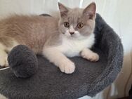 BKH Reinrassige Katze. - Lippstadt