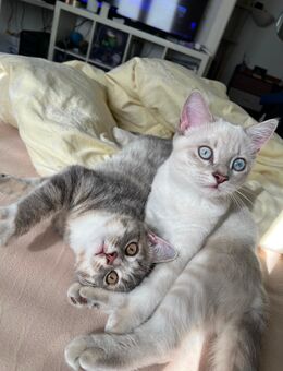 Liebevoll Katzen Babys - Gladbeck