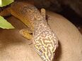 Leopardgeckos in 44328