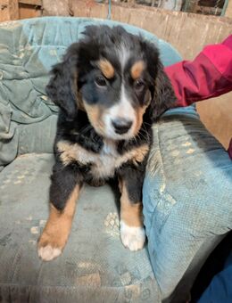 Reinrassige Bernersennen Welpen noch 1 Hündin - Petershagen Friedewalde