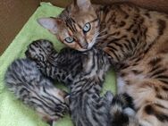 Bengal Kitten - Vettweiß