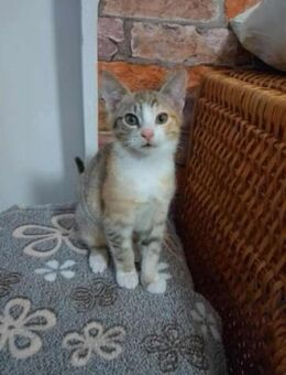 Katze IZZY suchte vor Haus Zuflucht - Augsburg