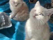 BKH Katzen Britisch Kurzhaar Katzenbaby reinrassig - Köln