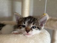Kitten/Babykatzen - Hamm