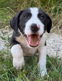 Kleiner Rocky 💗 will die Welt erkunden! - Hamburg