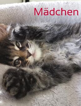 Reinrassige Maine Coon Kitten - Oberthal