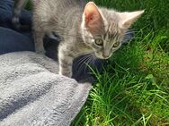 Bengal-BKH-Mix-Kitten - verspielt und bereit, die Welt zu entdecken - Mücheln (Geiseltal) Zentrum