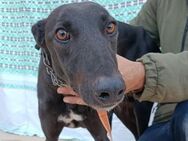 Ängstlicher Galgo sucht erfahrene Leute - Saarbrücken