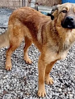 PIPPA träumt von einem Zuhause - Weilheim (Oberbayern)