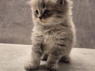 BKH Kitten - Berlin