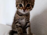Kitten zu verkaufen - Stettfeld