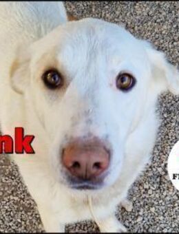 lieber Retriever Mischling Frank sucht.. - Margetshöchheim