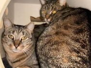 🆘✨🐾 Kazu & Aiko 🐾✨🆘 - Eislingen (Fils)