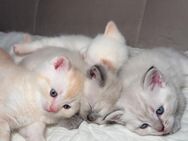 Wunderschöne Britisch Lang- & Kurzhaar Mix Kitten – Ab Ende Juni abzugeben - Köln