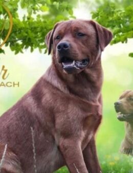 Labrador Deckrüde Foxred - Burow