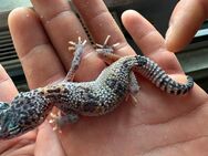 Leopardgecko Baby zu verkaufen mit Terra - Blankenhain