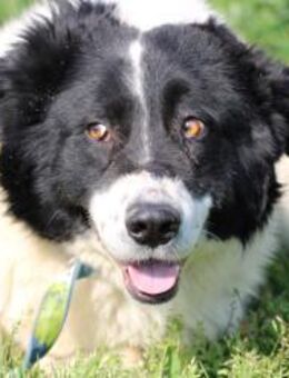 Timion - zutraulich u. kinderlieb - Lohra