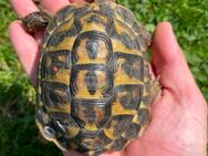 Griechische Landschildkröten Testudo hermanni hermanni Toscana ( Grosseto) - Wilnsdorf
