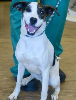 Tracy, lernwillig, offen, aktiv - Westerholt