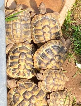 Griechische Landschildkröten zu verkaufen - Münster (Hessen)