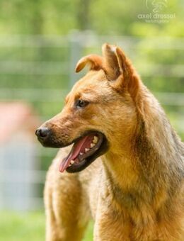 WENDY aus Italien sucht ihr zu Hause - Bamberg