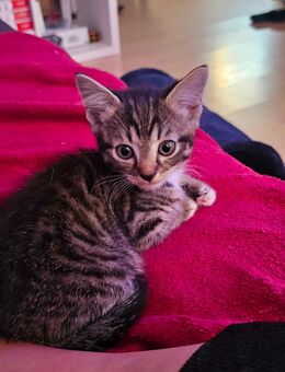 EKH Kitten - Elmshorn