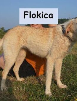 Flokica Die perfekte Begleiterin ... - Kissing