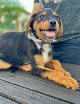 Nathan 💚💚💚befreit aus alten Verschlag - Herxheim (Landau)