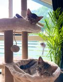 Misi und Lilo suchen ein liebevolles Zuhause in 31558