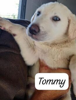 Tommy 🩵🩵🩵 welpentypisch verspielt - Bad Karlshafen